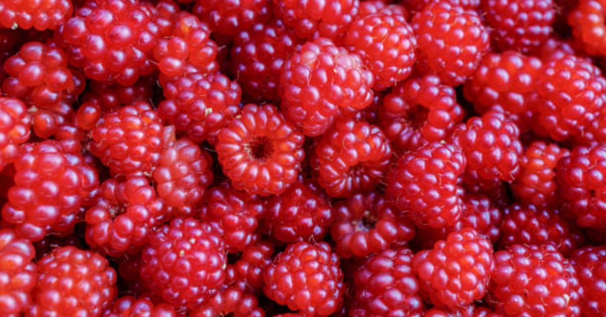 Raspberry Pi Starter Kit